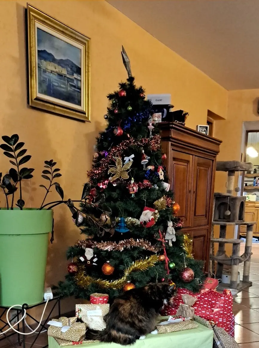 IMG-20241225-WA0002